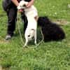 Kleine Hunde suchen ein Zuhause