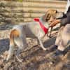 Albush, Junghund sucht neues Zuhause