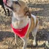 Albush, Junghund sucht neues Zuhause