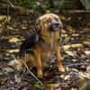 Little Bit sucht ein ruhiges Zuhause