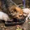 Little Bit sucht ein ruhiges Zuhause