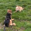 Little Bit sucht ein ruhiges Zuhause