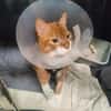 Kater Rudi sucht Kuschelstelle