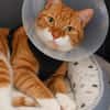 Kater Rudi sucht Kuschelstelle