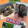 süßer Banjo auf PS in 92348