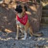 Omleta, Junghund sucht neues Zuhause