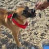 Omleta, Junghund sucht neues Zuhause