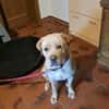 Bobby sucht ein ruhiges Zuhause