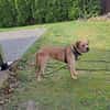 Bobby sucht ein ruhiges Zuhause