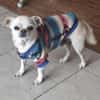 Loki, Minihund sucht neues Zuhause