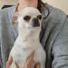 Loki, Minihund sucht neues Zuhause