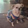 Loki, Minihund sucht neues Zuhause