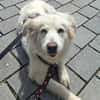 Seniorin Shelby sucht ruhiges Zuhause