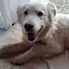 Seniorin Shelby sucht ruhiges Zuhause