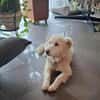 Seniorin Shelby sucht ruhiges Zuhause