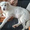 Seniorin Shelby sucht ruhiges Zuhause