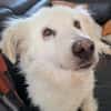 Seniorin Shelby sucht ruhiges Zuhause
