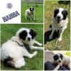 HANNA -Freundlich, clever & aufgeweckt-