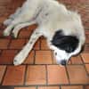 HANNA -Freundlich, clever & aufgeweckt-