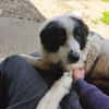 HANNA -Freundlich, clever & aufgeweckt-