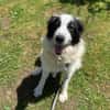 HANNA -Freundlich, clever & aufgeweckt-