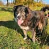Lustiger Raicu sucht seine Familie