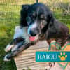 Lustiger Raicu sucht seine Familie
