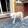 ZUHAUSE GESUCHT FÜR LAYLA