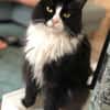 Nami sucht ein neues Zuhause