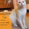 Fresa, w., kastr., Siam-Mix