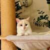 Fresa, w., kastr., Siam-Mix
