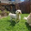 Wilma, lieber Westhighland Terrier Mix