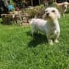 Wilma, lieber Westhighland Terrier Mix
