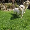 Wilma, lieber Westhighland Terrier Mix