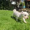 Wilma, lieber Westhighland Terrier Mix