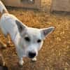 Bonnie freut sich über einen Hundekumpel