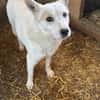 Bonnie freut sich über einen Hundekumpel