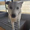 Bonnie freut sich über einen Hundekumpel