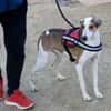 Snoopy, zutraulich, verträglich, offen