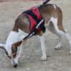 Snoopy, zutraulich, verträglich, offen