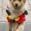 Devi sucht liebevolles Zuhause