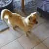 Devi sucht liebevolles Zuhause
