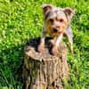 Mili in 47877 Willich