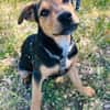 Finley, verspielter Mischlingswelpe