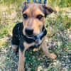 Finley, verspielter Mischlingswelpe
