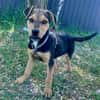 Finley, verspielter Mischlingswelpe