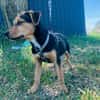 Finley, verspielter Mischlingswelpe