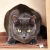 JIJI