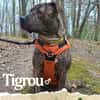 TIGROU