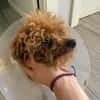 GINGER (ANIMALEA)